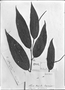 Piper lepturum image