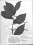 Piper asperifolium image