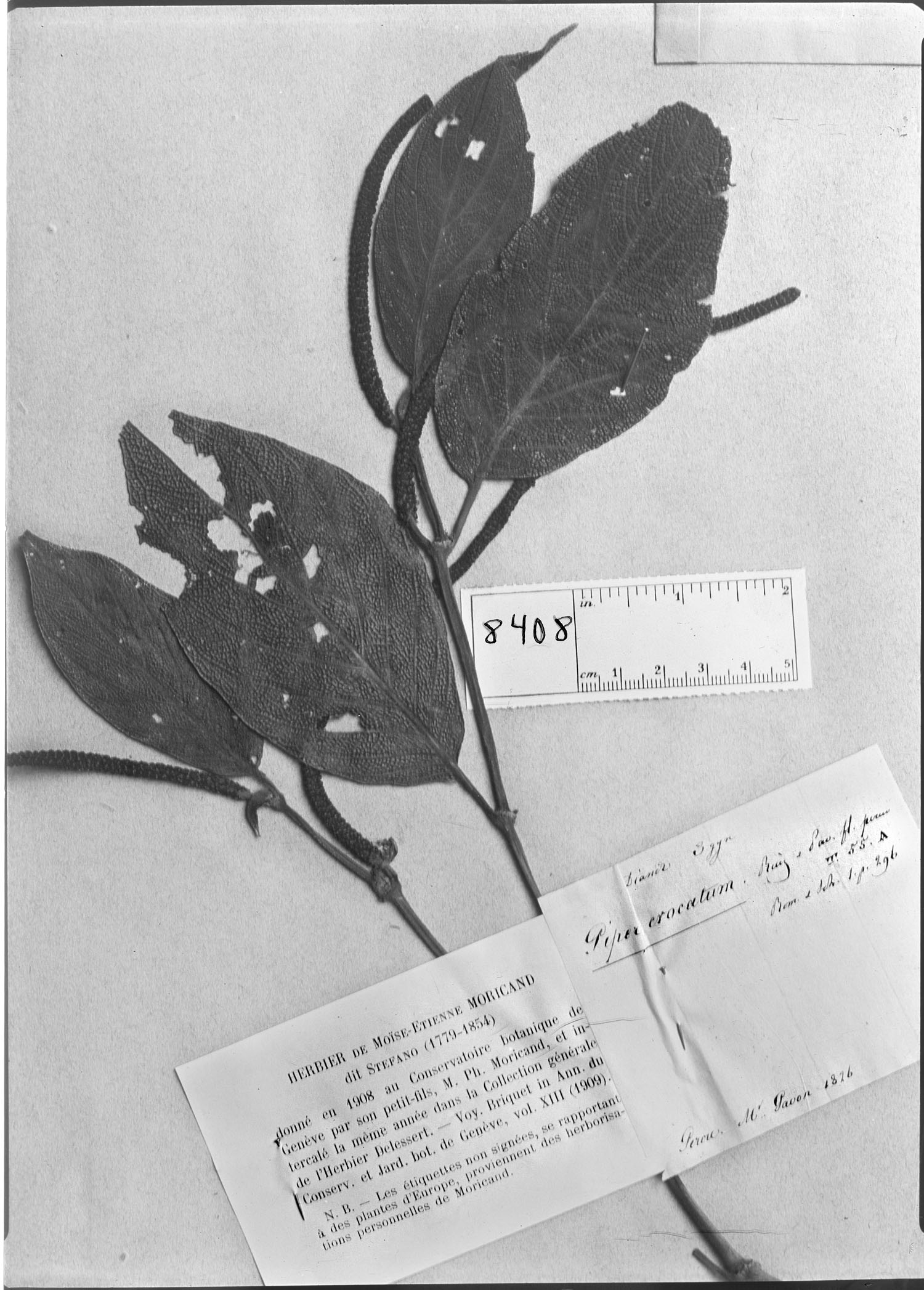 Piper crocatum image