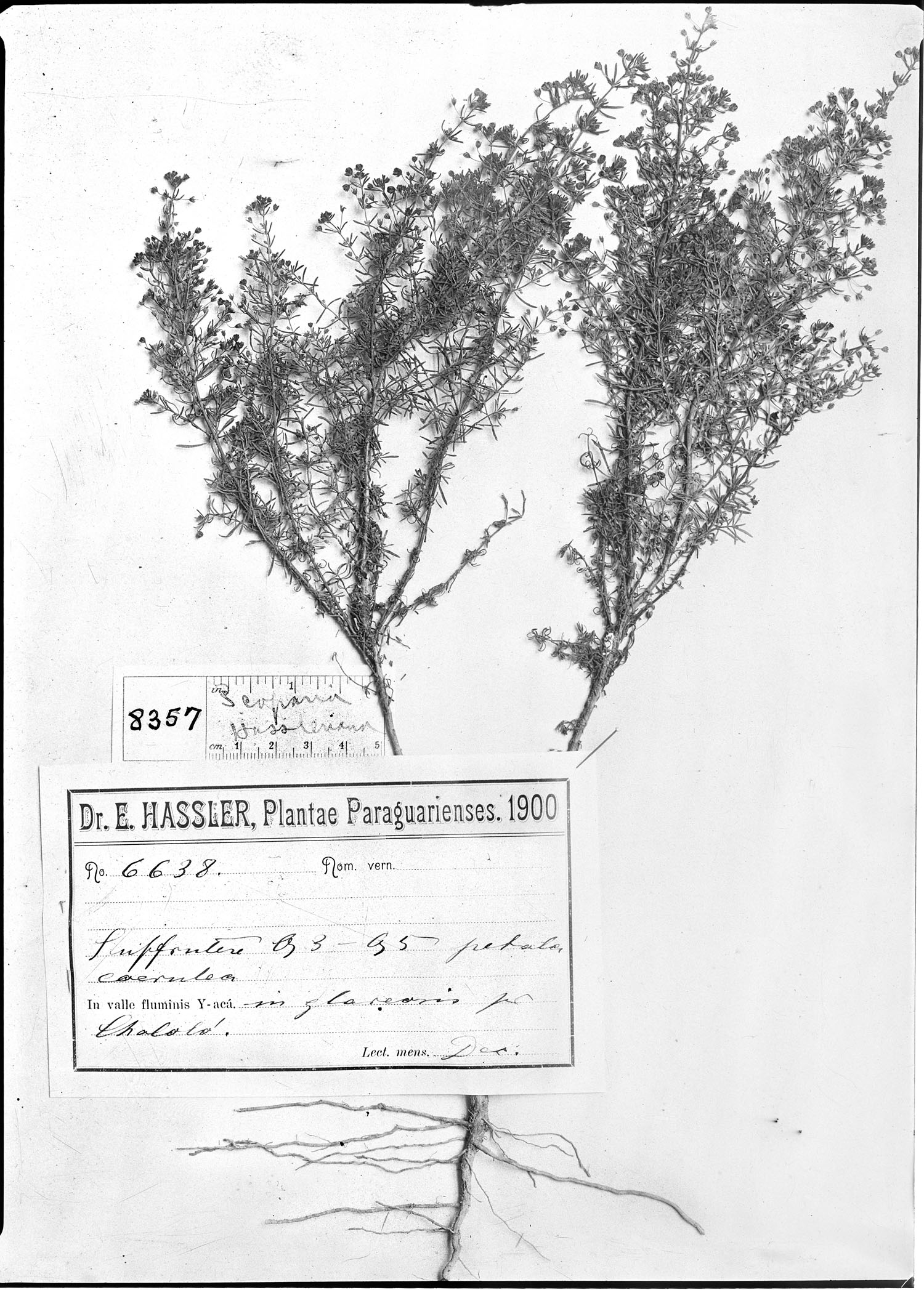 Scoparia hassleriana image