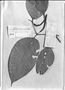 Piper glanduligerum image