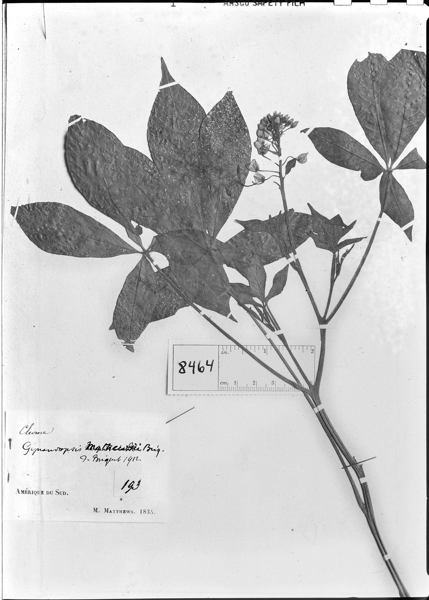 Podandrogyne mathewsii subsp. mathewsii image