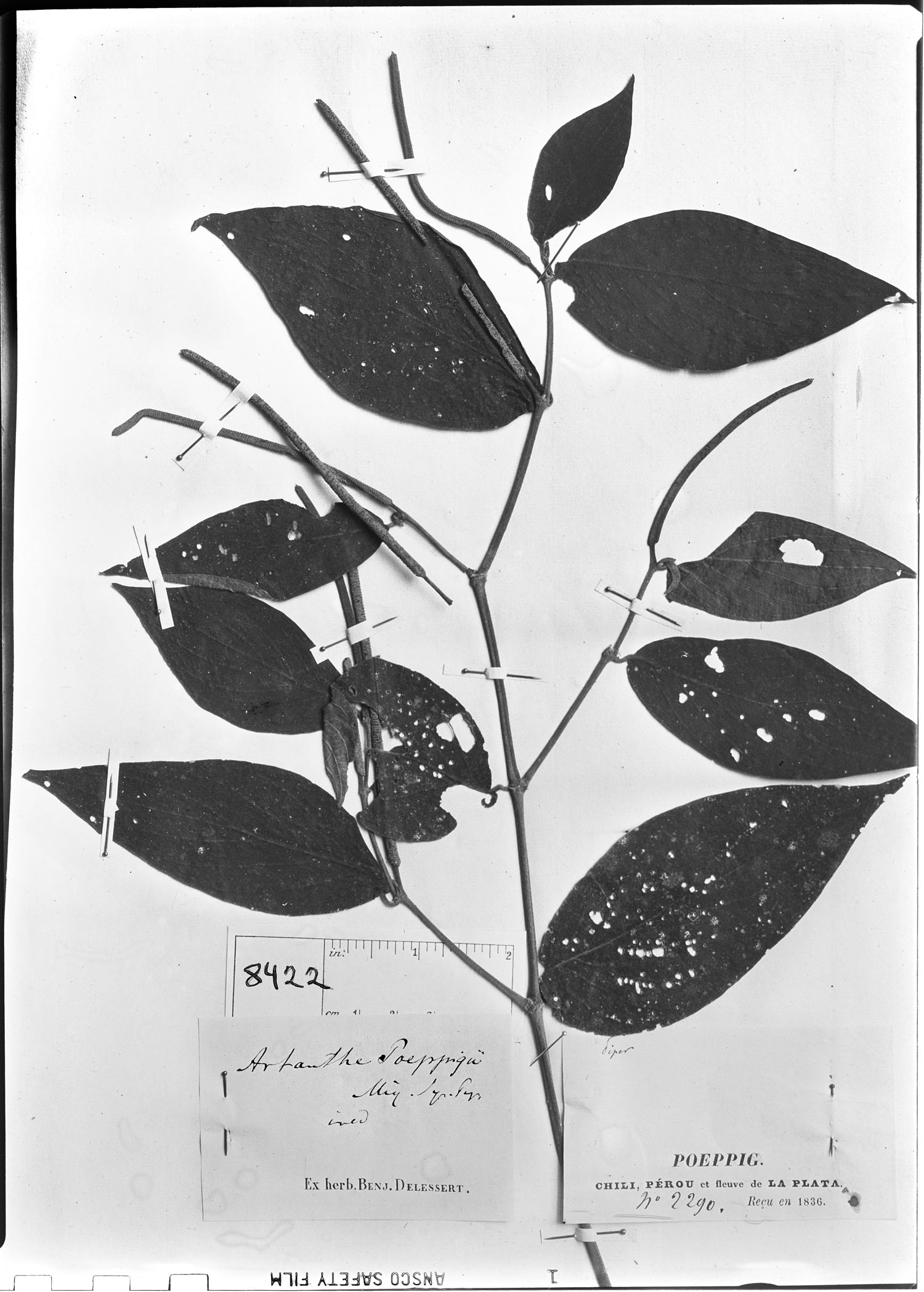 Piper pseudomollicomum image