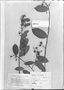 Capparis heterophylla image