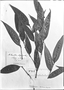 Piper eucalyptifolium image
