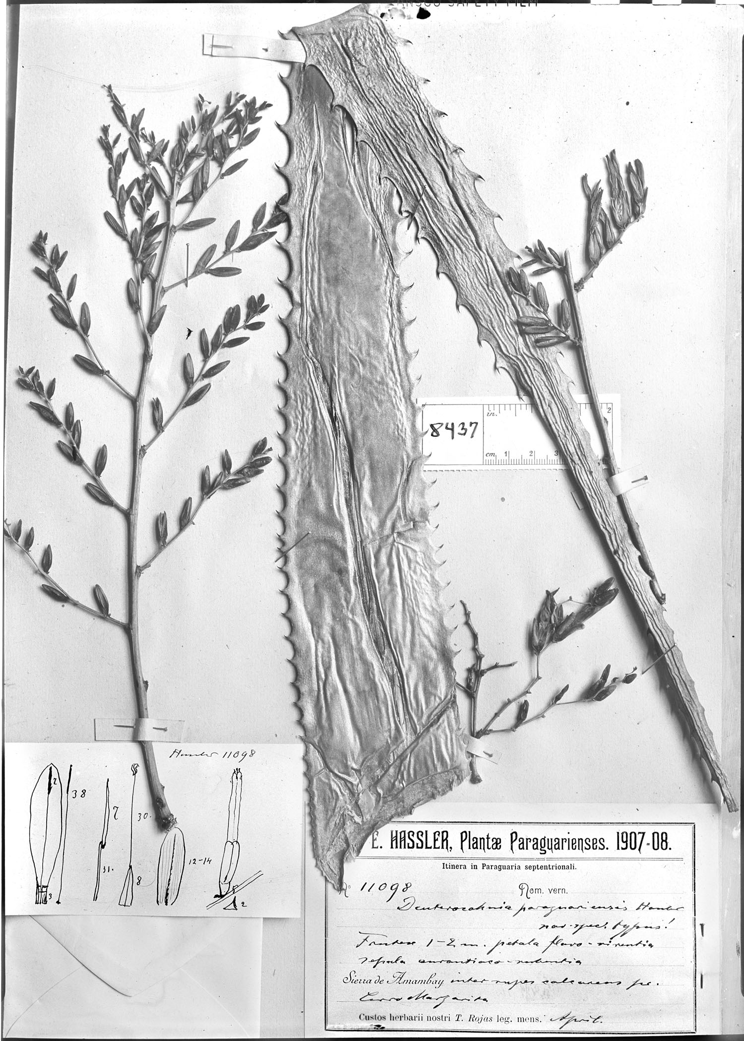 Deuterocohnia meziana subsp. meziana image