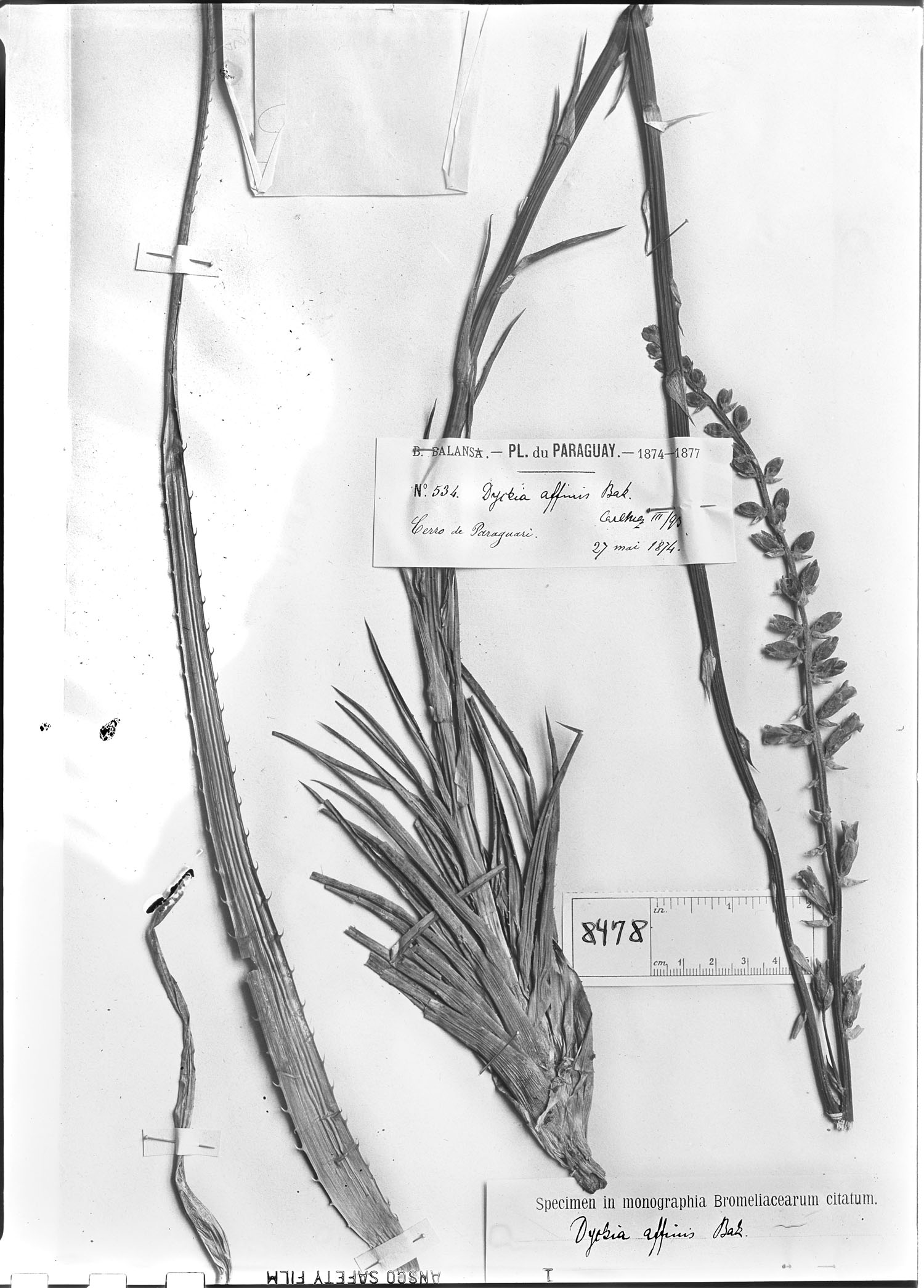 Dyckia affinis image