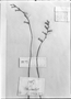 Dyckia gracilis image