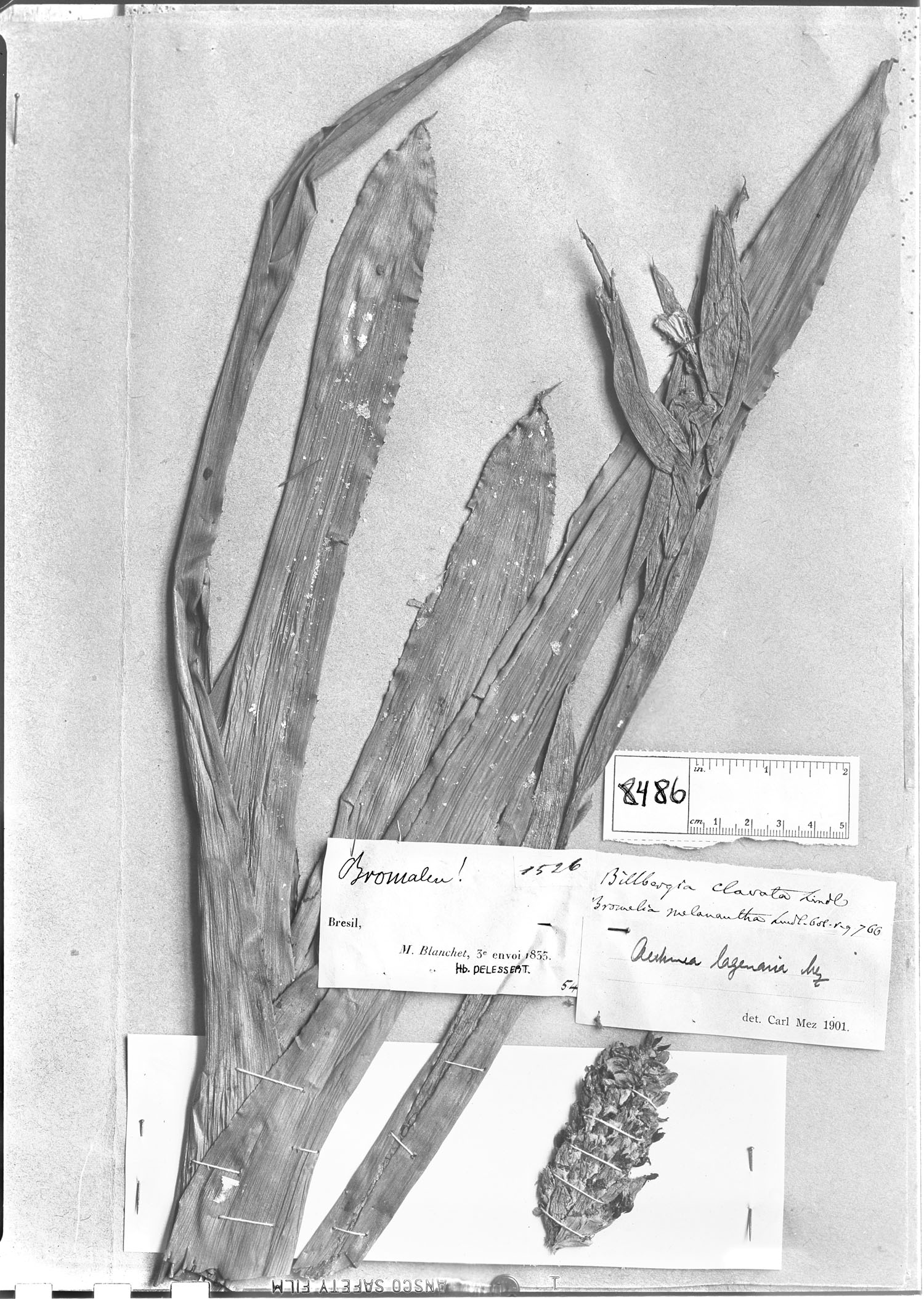Aechmea lamarchei image