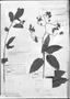 Solanum dichroandrum image