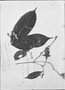 Faramea anisocalyx image