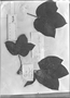 Jatropha macrantha image