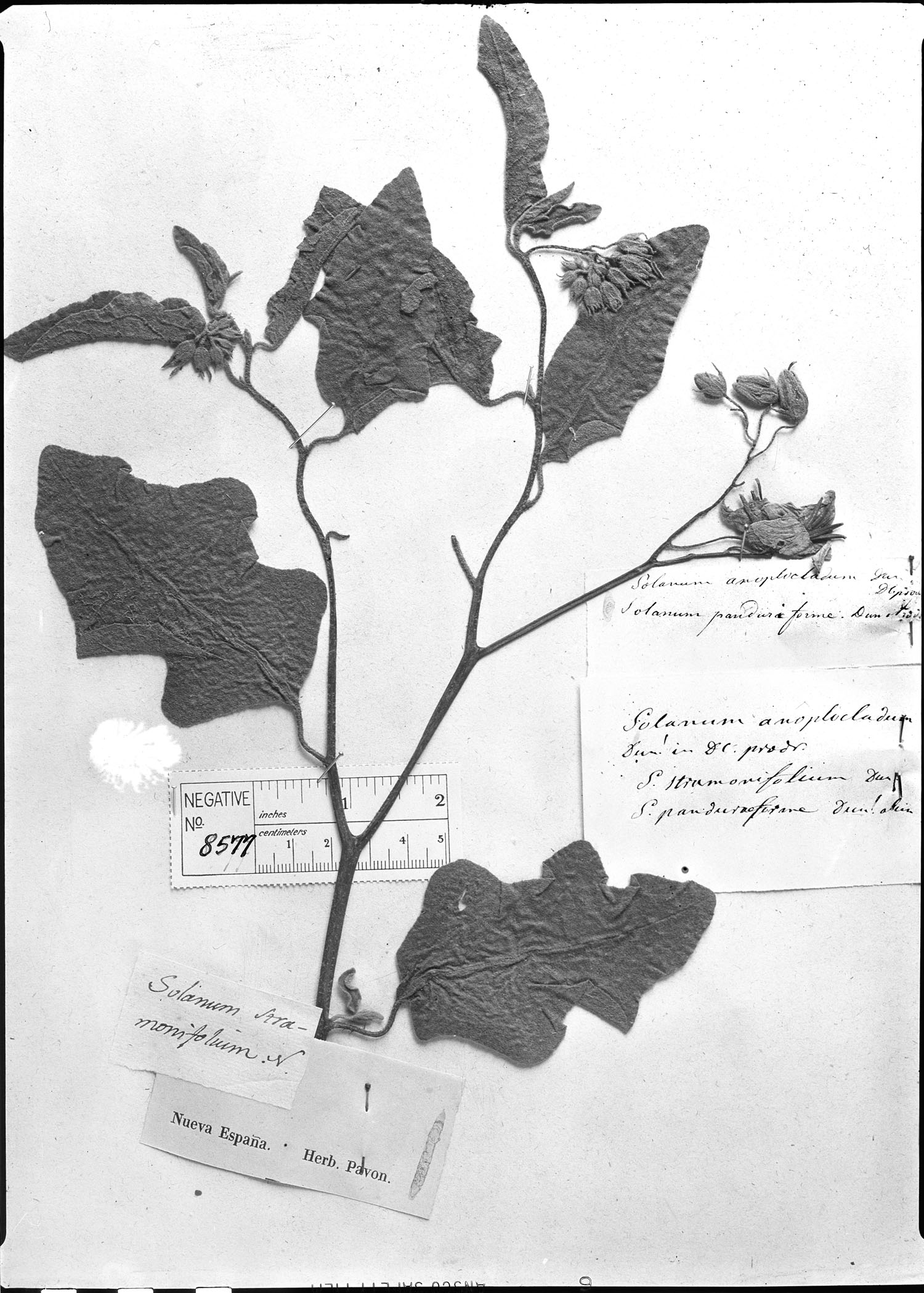 Solanum anoplocladum image