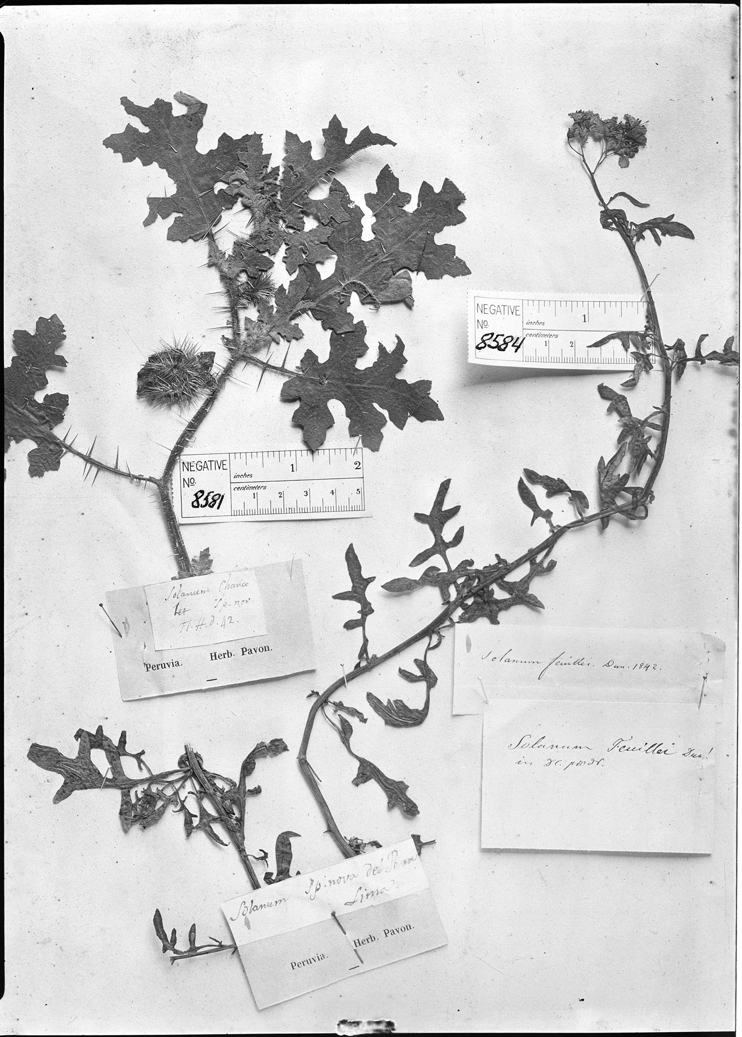 Solanum concisum image