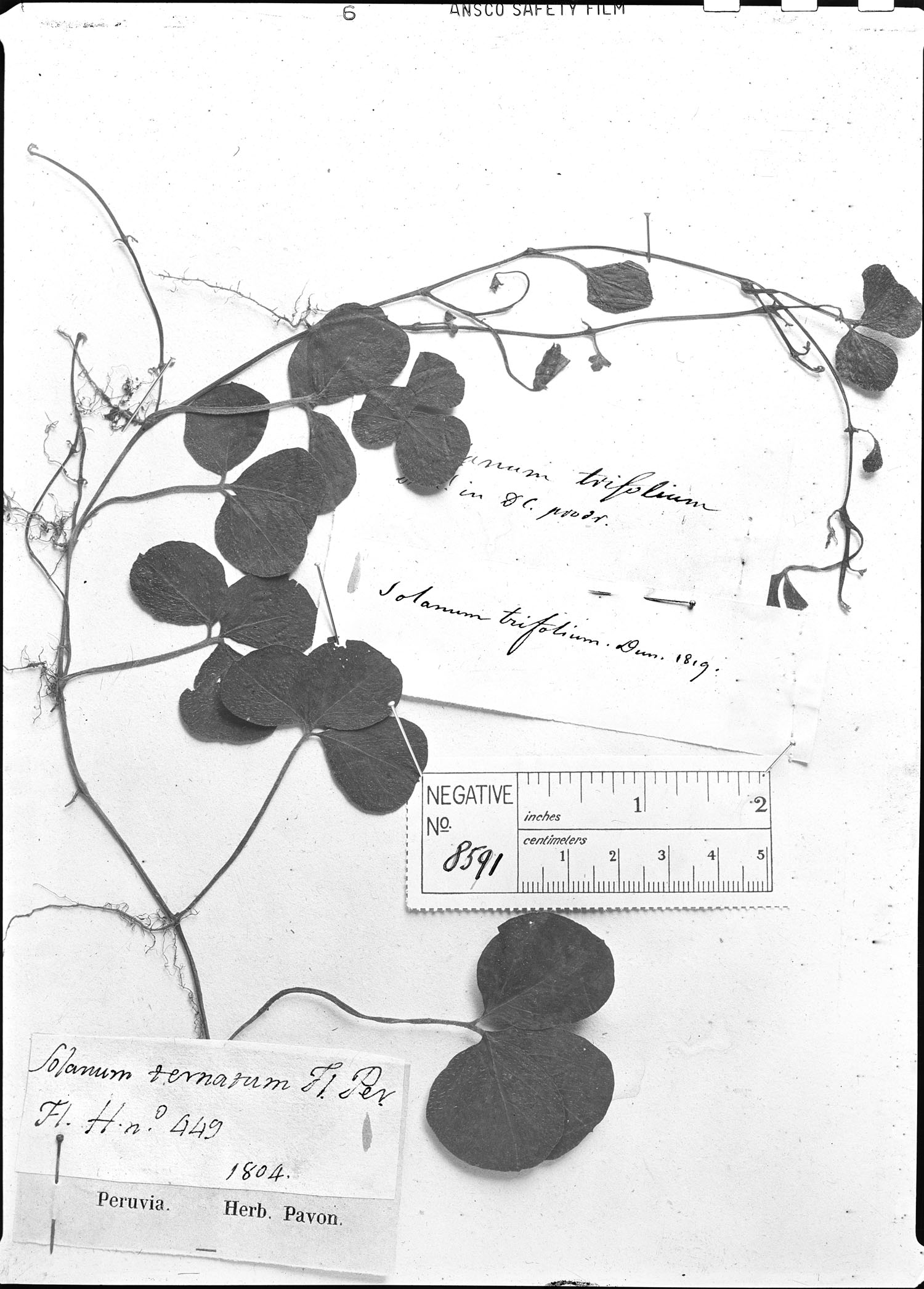 Solanum trifolium image