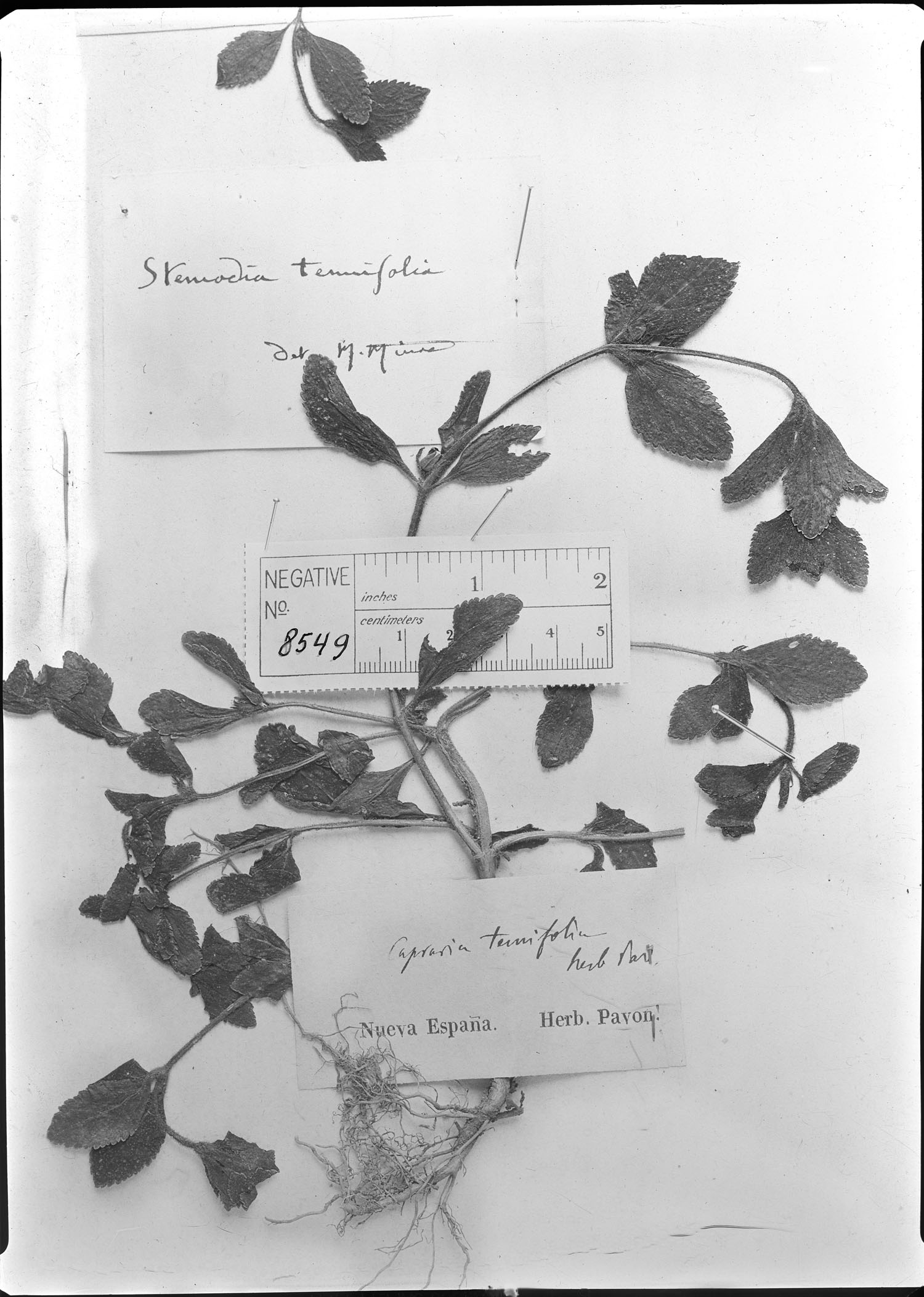Stemodia tenuifolia image