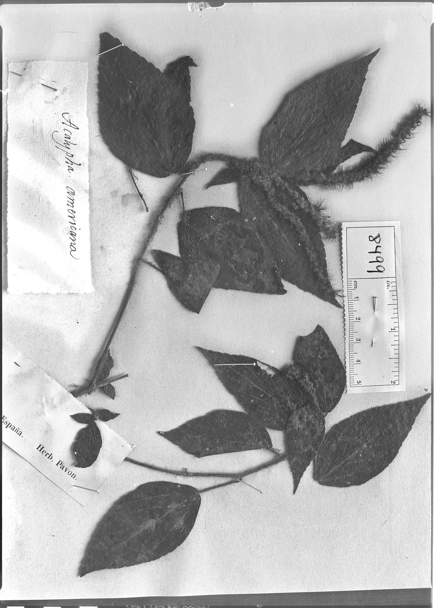 Acalypha tricholoba image
