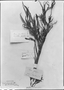 Carica glandulosa image
