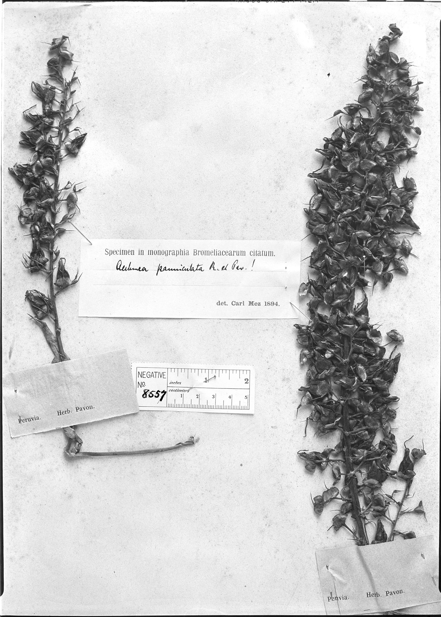 Aechmea paniculata image