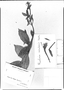 Fuchsia rivularis image