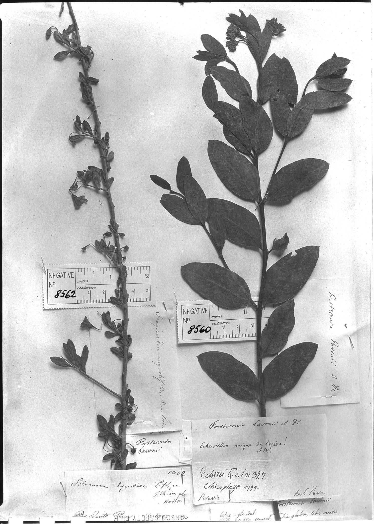 Fregirardia angustifolia image