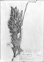 Bromelia balansae image