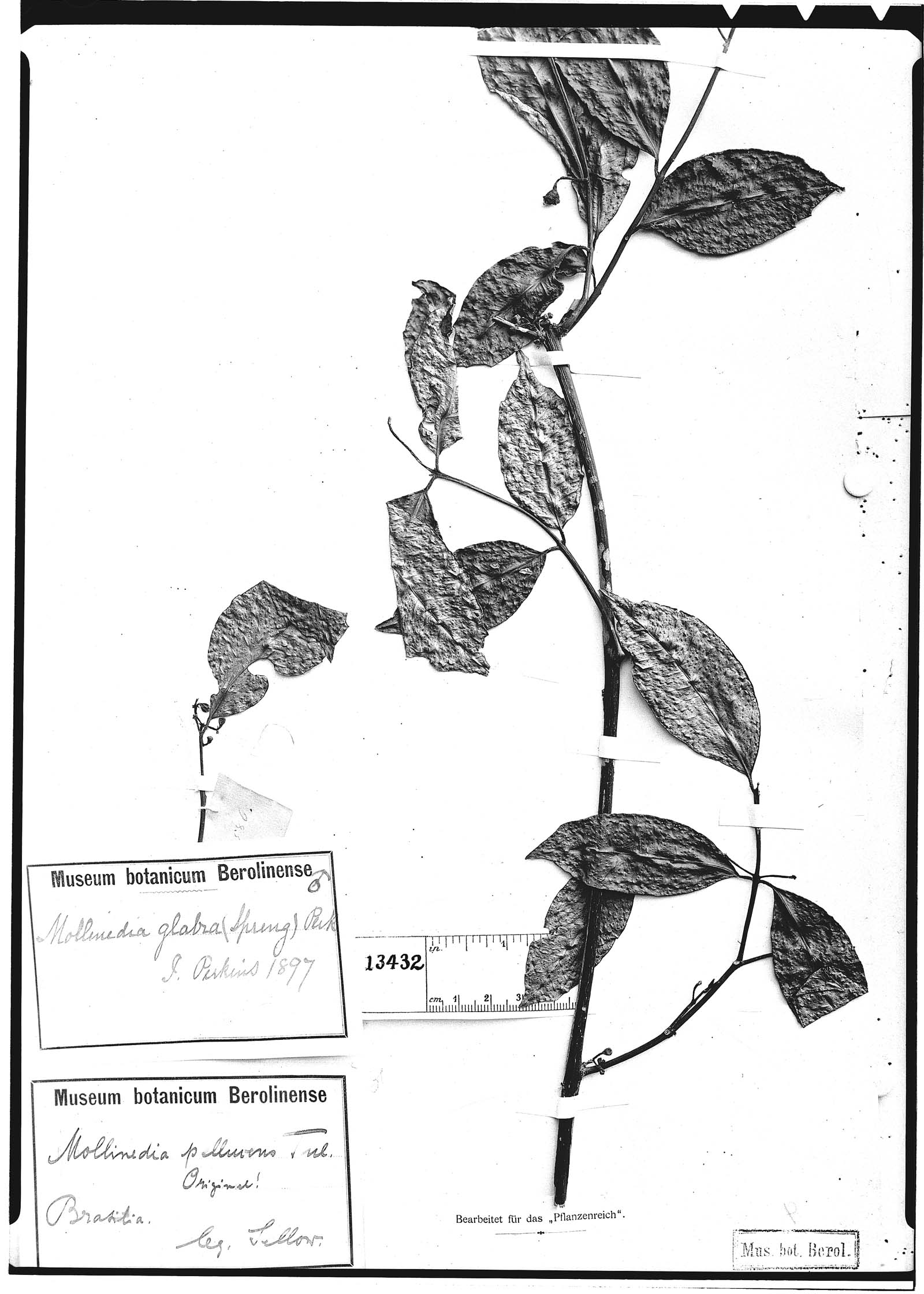Mollinedia glabra image