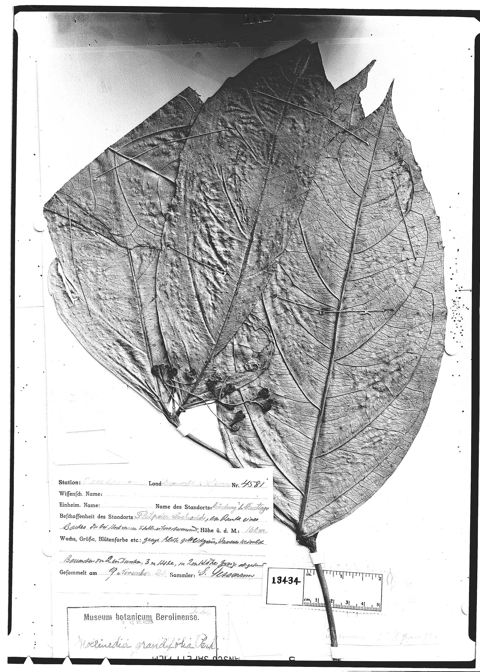 Mollinedia grandifolia image