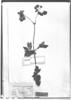 Calceolaria pisacomensis image