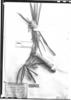 Lychnophoriopsis candelabrum image
