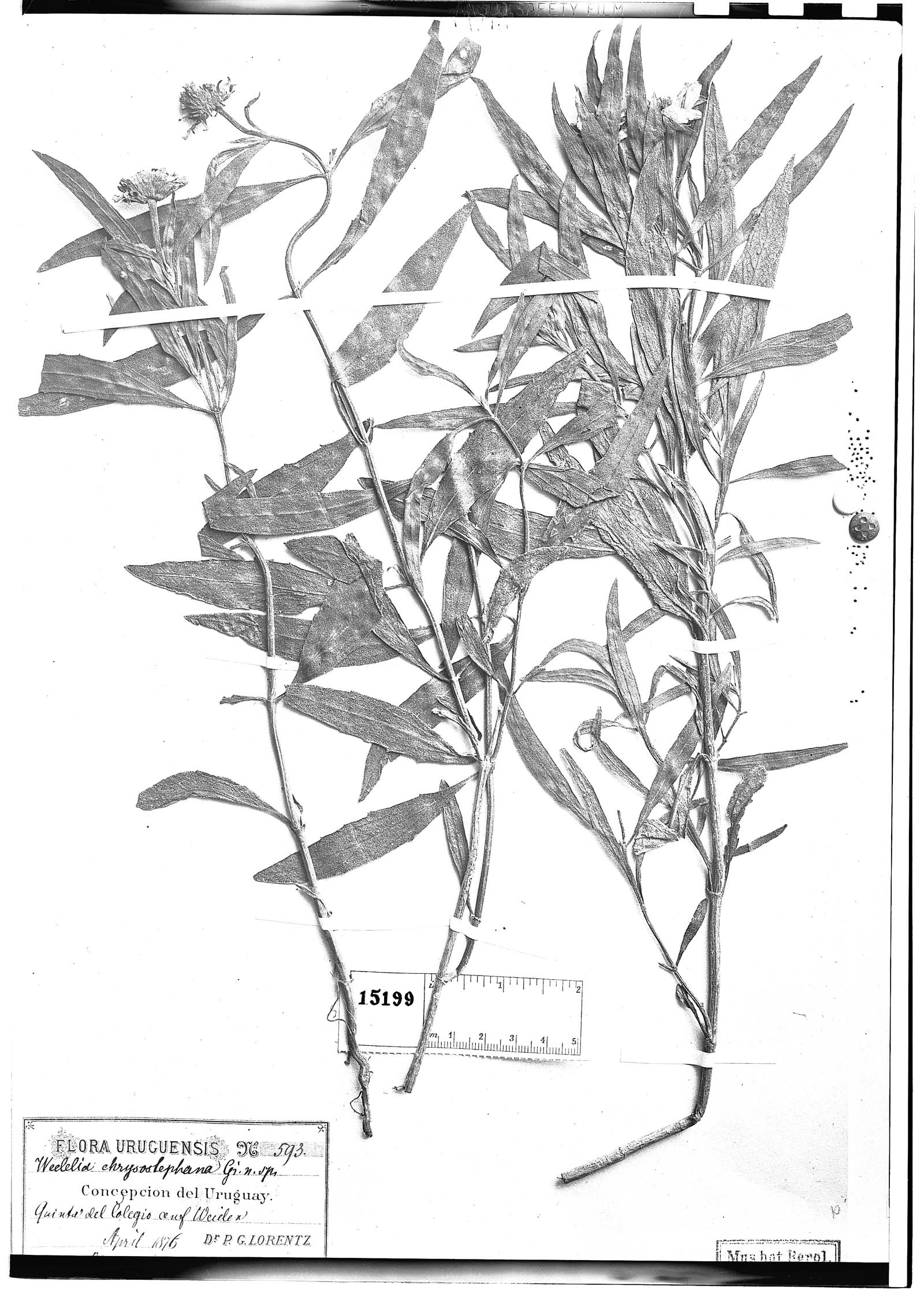 Pascalia glauca image
