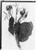 Ladenbergia magnifolia image