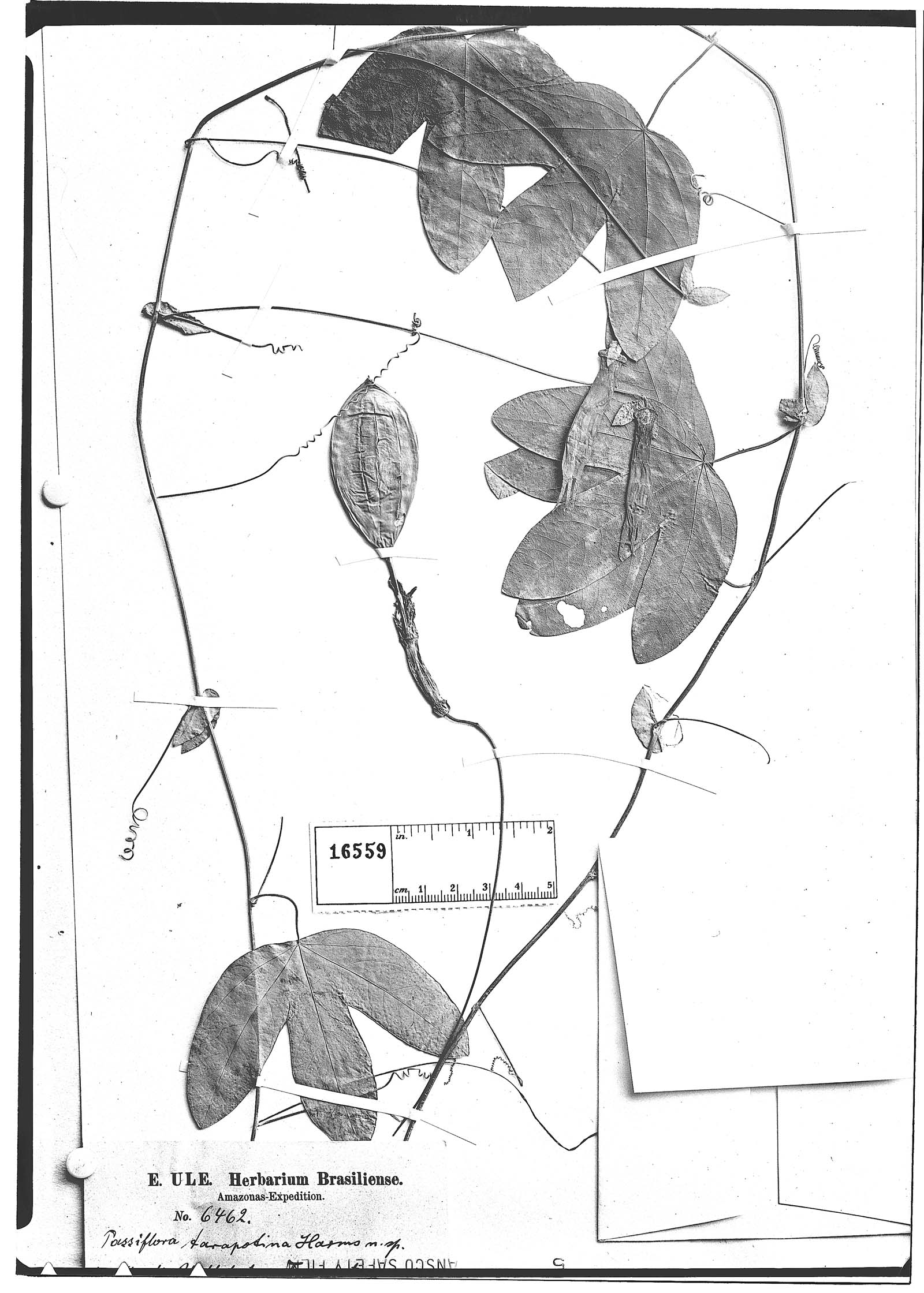 Passiflora tarapotina image