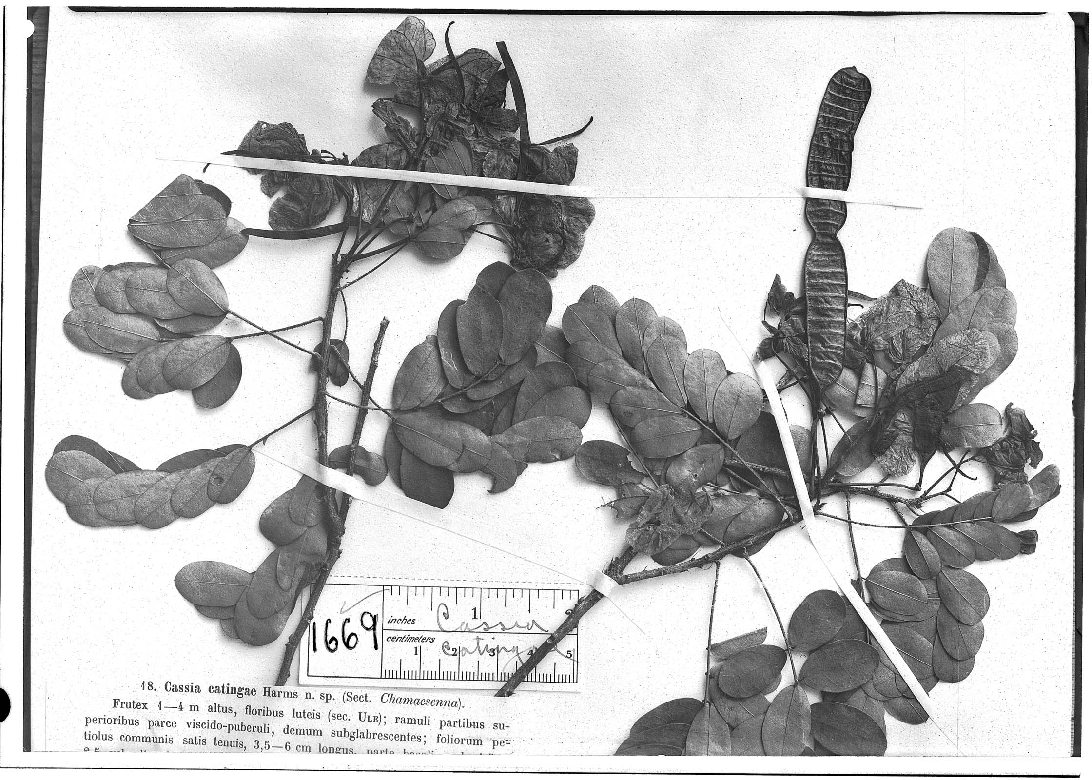 Senna acuruensis image