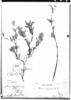 Salvia integrifolia image