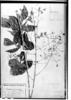Riedeliella graciliflora image