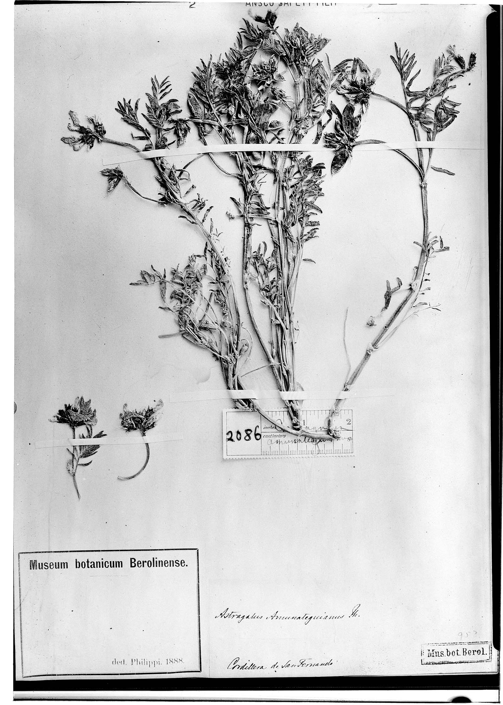 Astragalus amunateguianus image