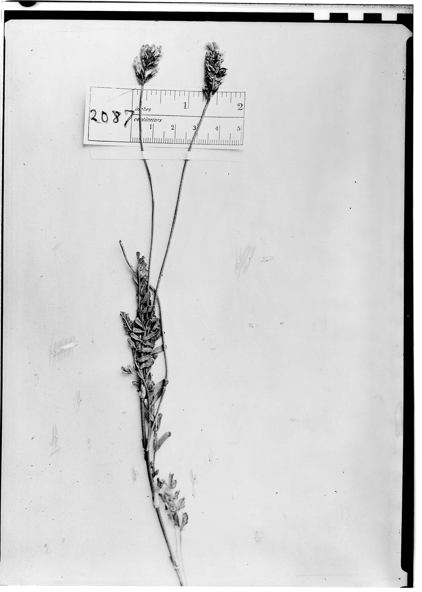Astragalus araucanus image
