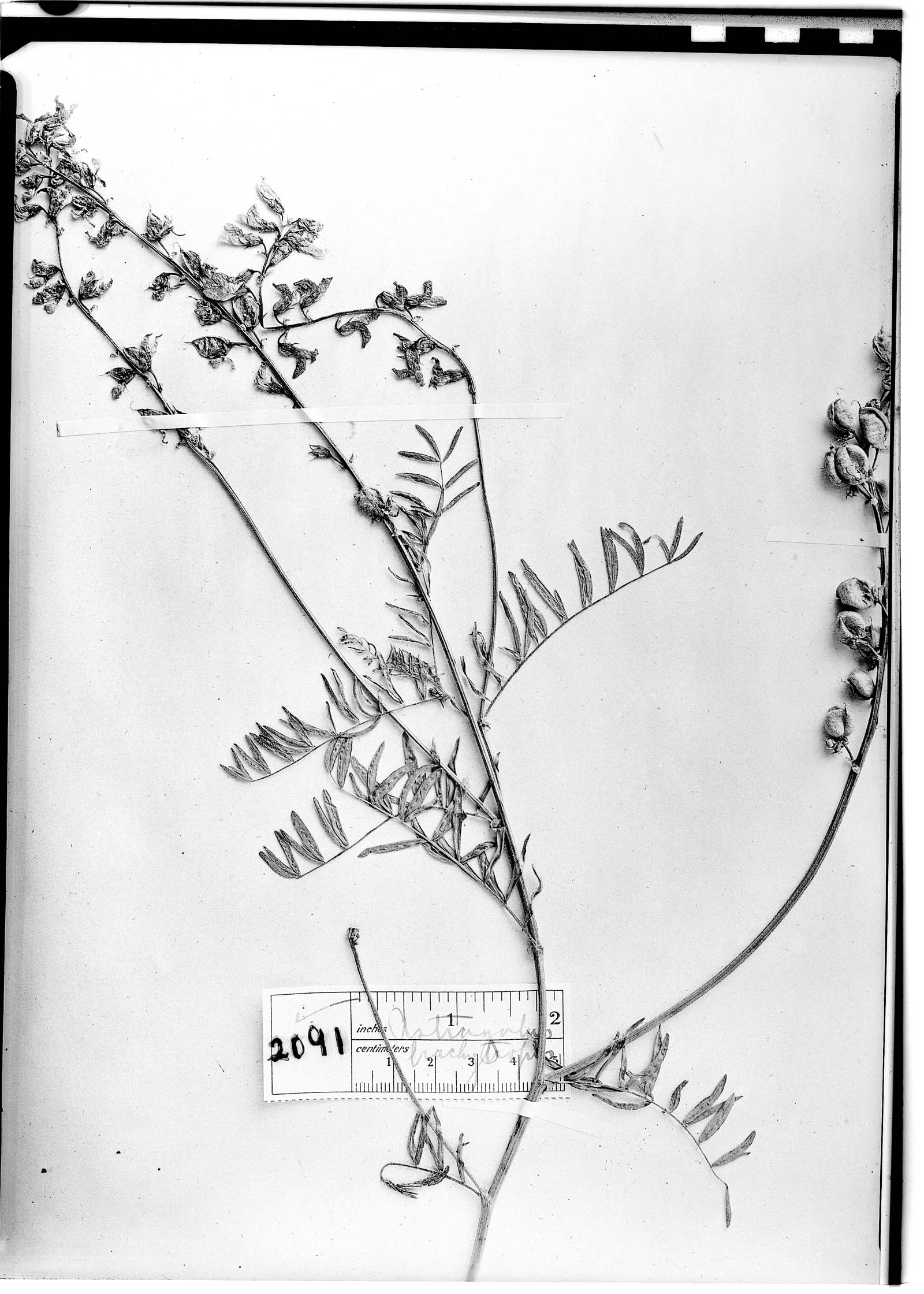 Astragalus brachytropis image