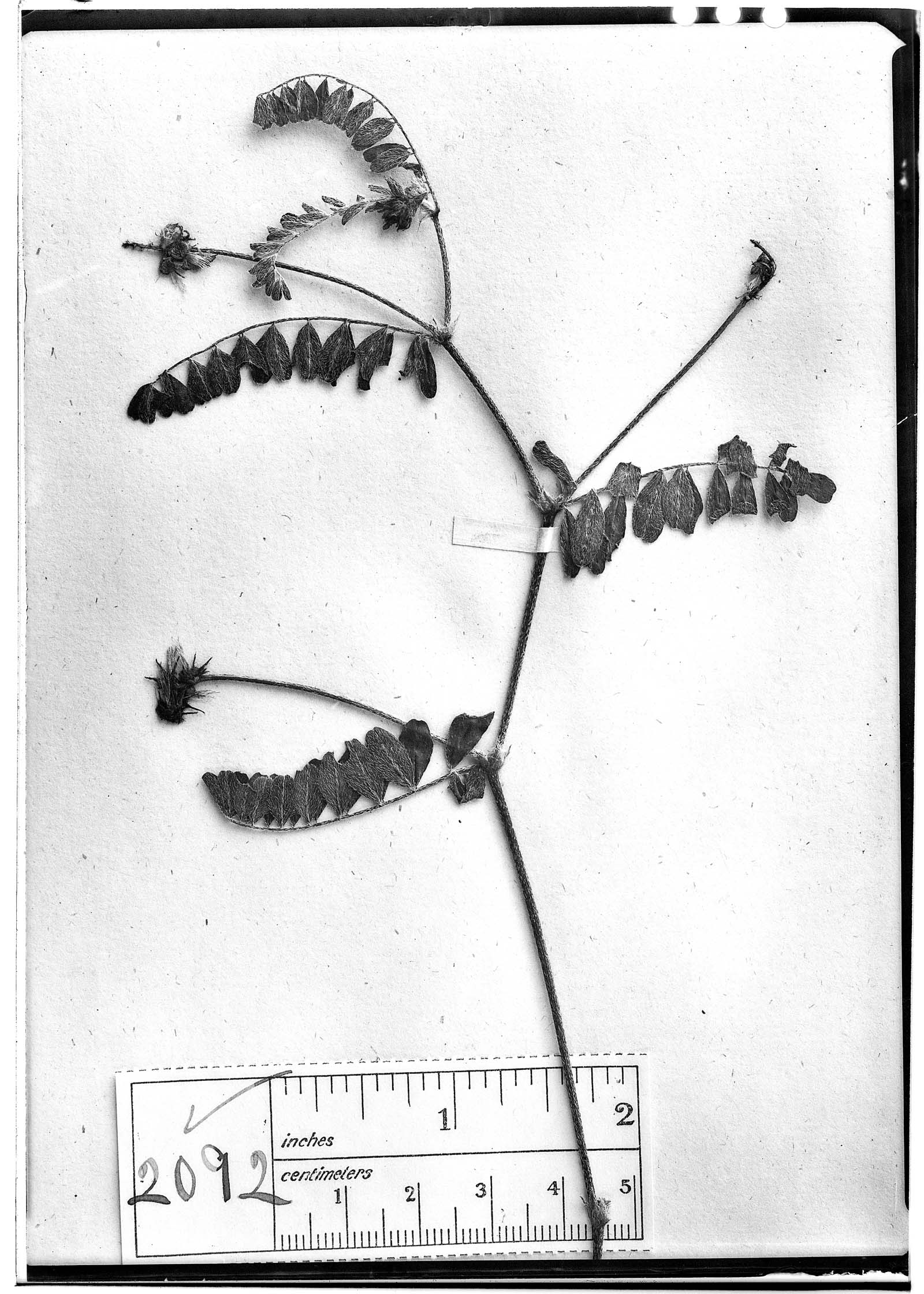 Astragalus cachinalensis image