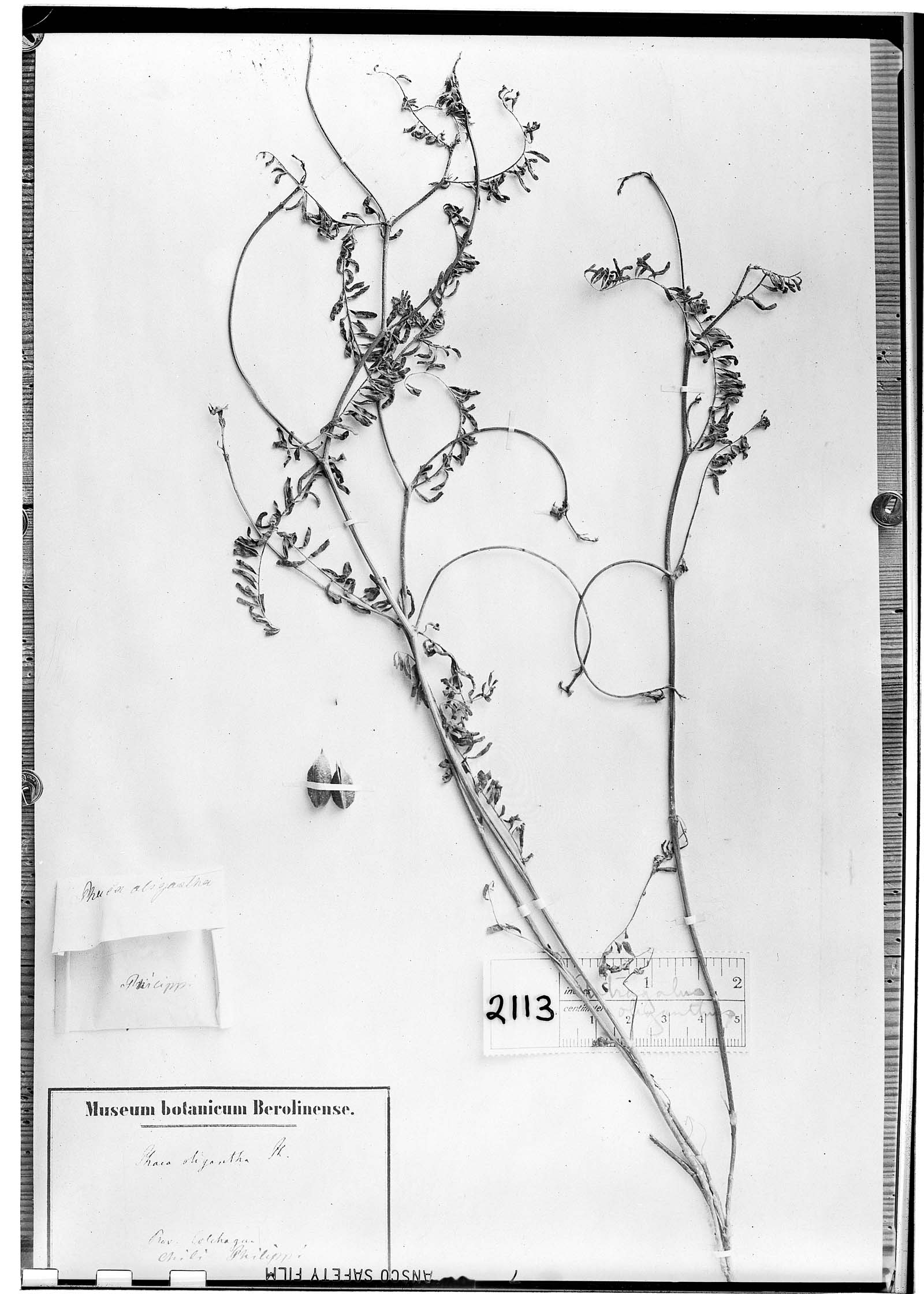 Astragalus oliganthus image