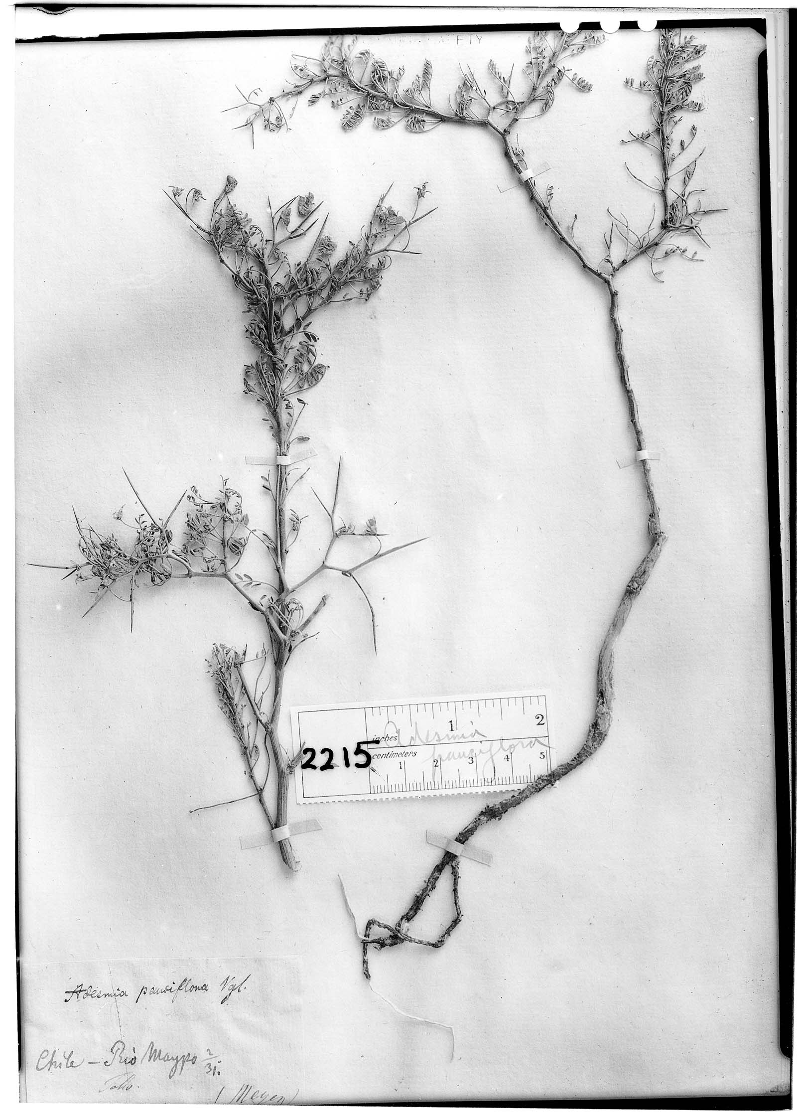 Adesmia pauciflora image