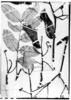 Vatairea erythrocarpa image