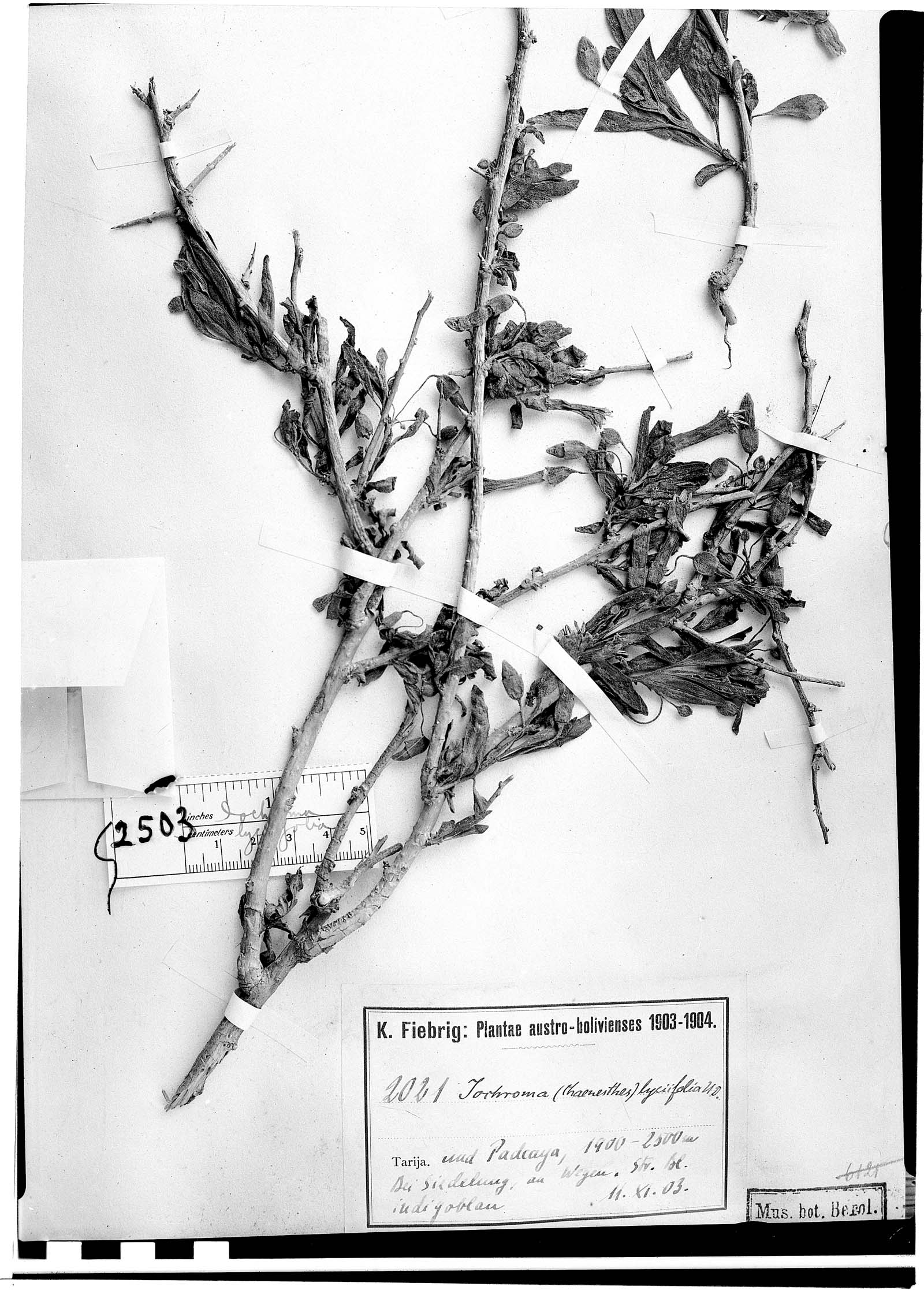 Iochroma lyciifolia image