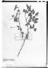 Capsicum parvifolium image
