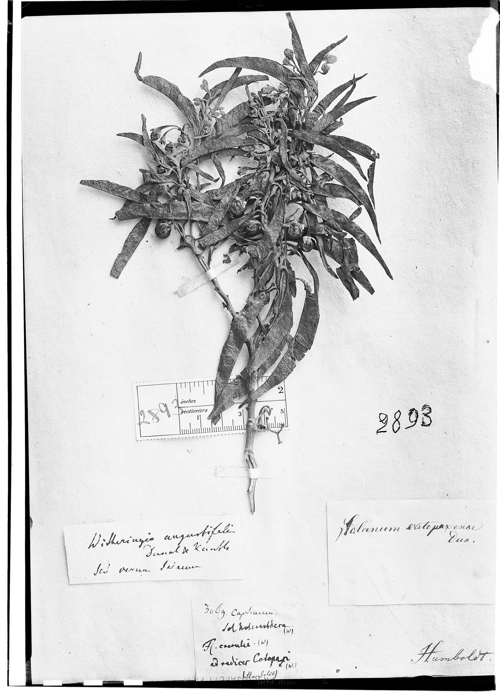 Solanum nitidum image