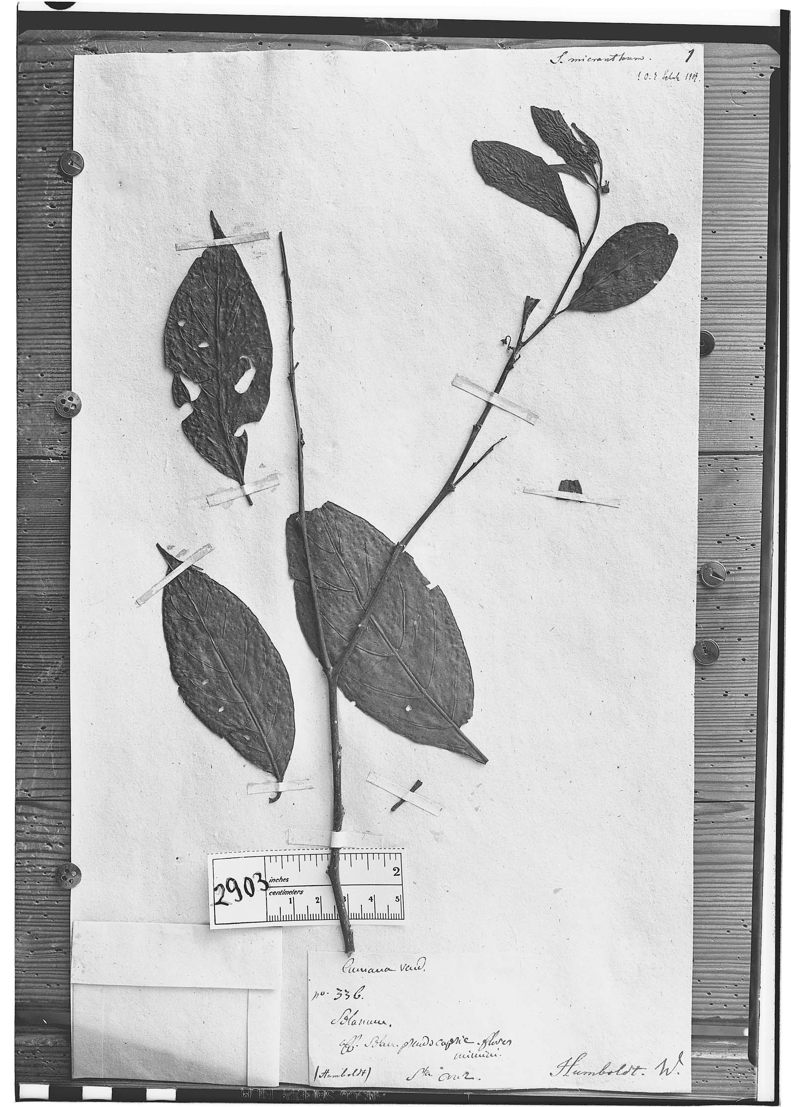 Solanum micranthum image