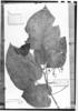 Solanum corymbiflorum subsp. corymbiflorum image