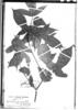 Cyphomandra tenuisetosa image