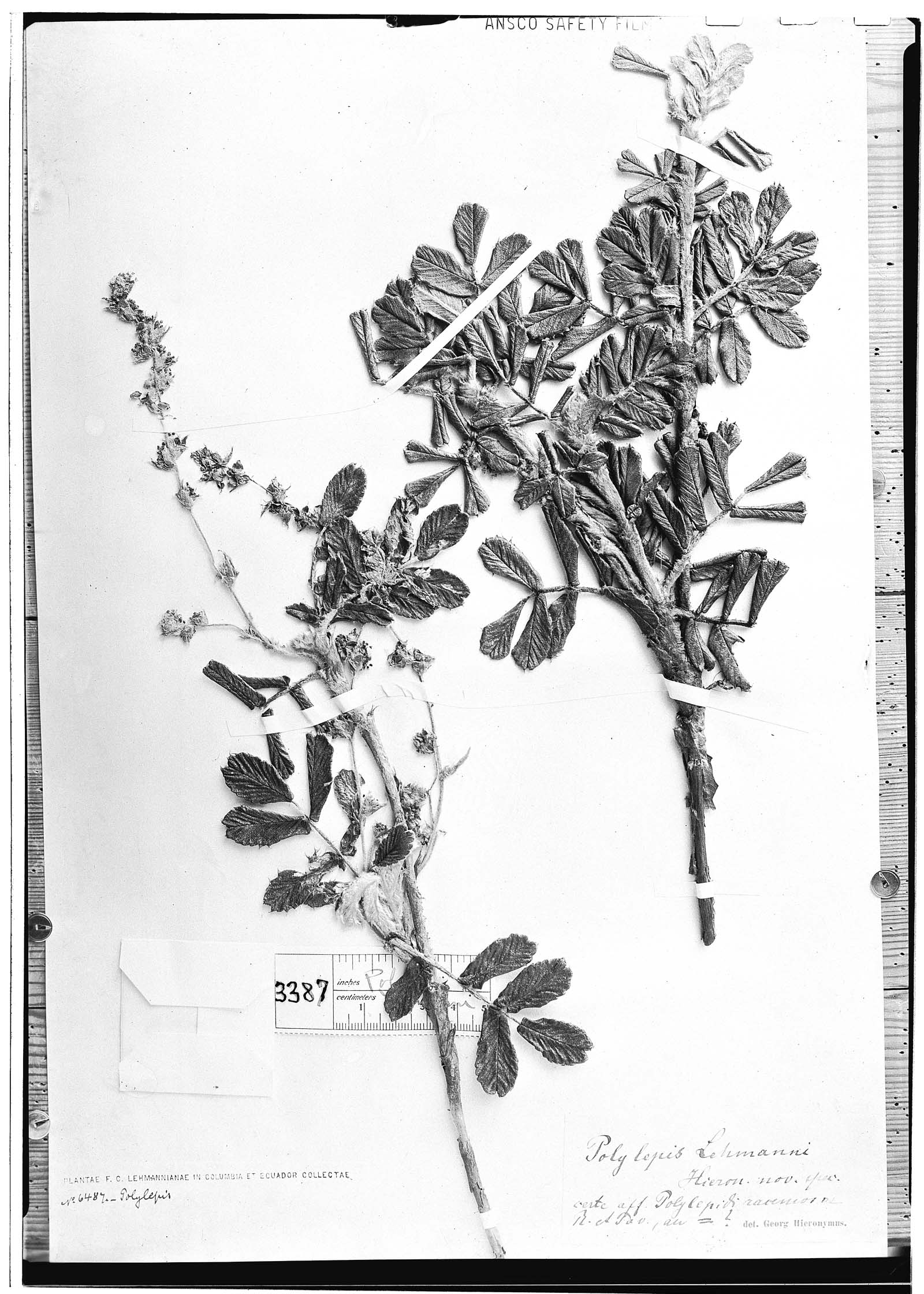 Polylepis lehmannii image